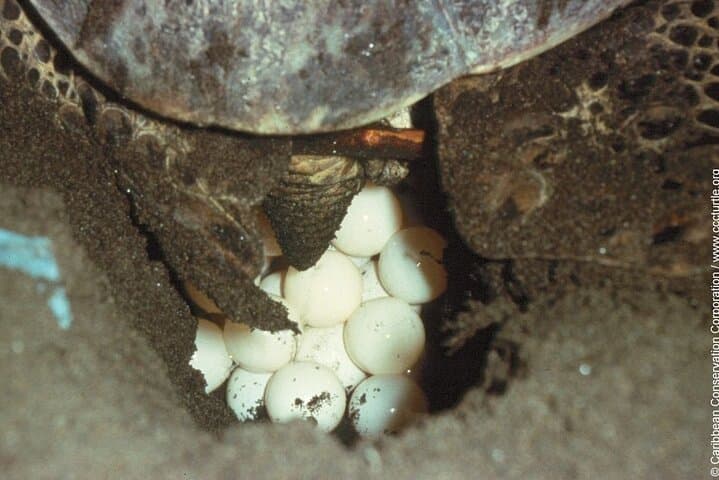 Night Watch: Turtle Nesting Tour in Tortuguero National Park photo 2