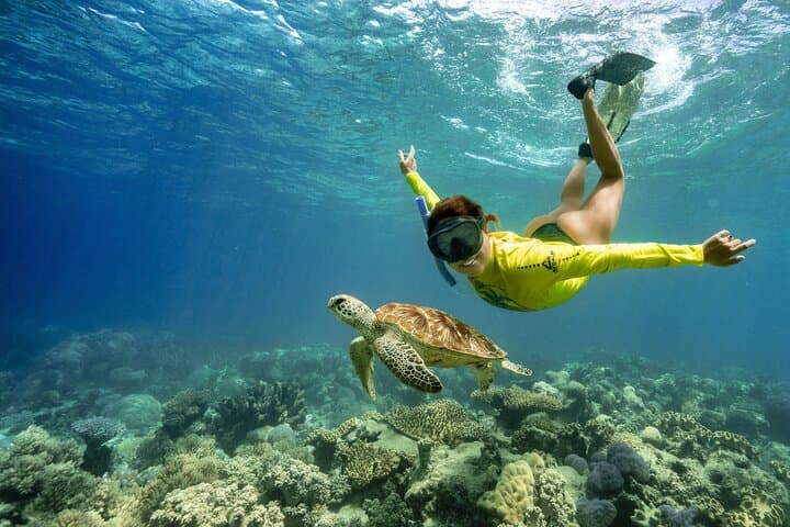 Ocean Safari Cape Tribulation: Great Barrier Reef Snorkel With Turtles