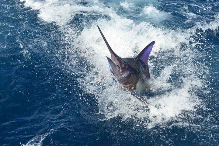 Tulum Deep-Sea Fishing Tour: Offshore Angling on the Mesoamerican Reef photo 4
