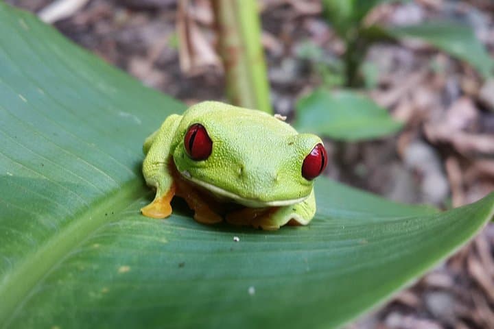 Manuel Antonio Night Wildlife Tour: After-Dark Rainforest Walk & Rescue Shelter Visit photo 2