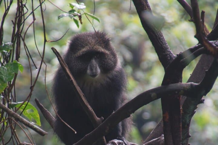 Kilimanjaro Machame 7-Day Climb: Summit Uhuru Peak via the Whisky Route photo 4