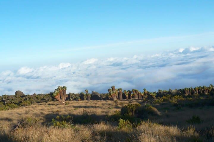7-Day Rongai Route Kilimanjaro Climb — Northern Approach to Uhuru Peak photo 4