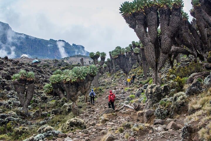 10-Day Northern Circuit Kilimanjaro: 360° Views to Uhuru Peak photo 3