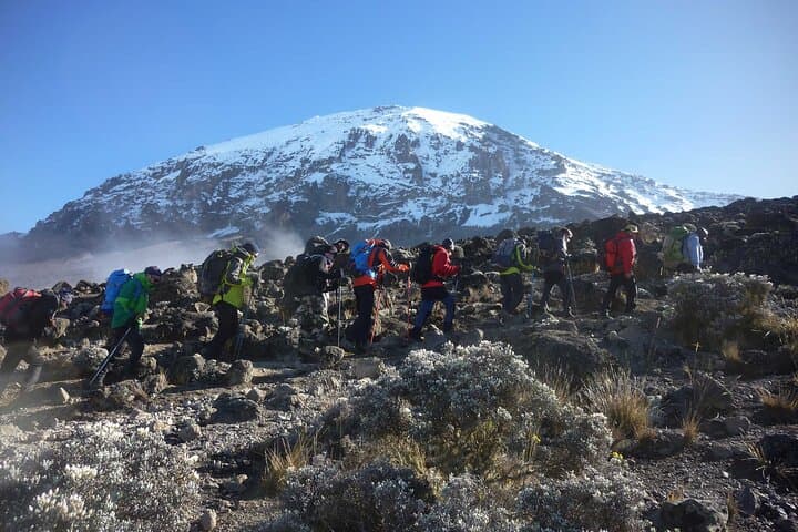 10-Day Northern Circuit Kilimanjaro: 360° Views to Uhuru Peak photo 4