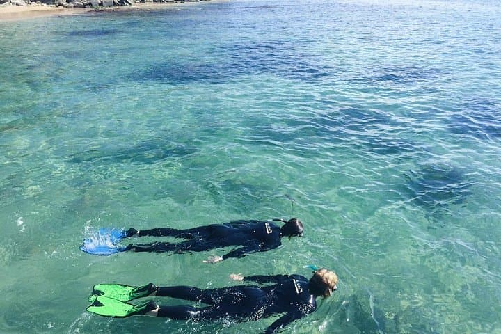 Snorkel with Weedy Sea Dragons in Port Phillip Bay — Mornington Peninsula photo 3