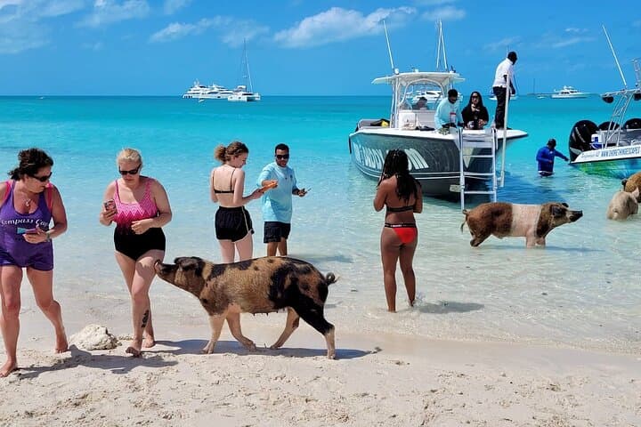 Exuma Full-Day Swimming Pigs & Nurse Sharks Boat Tour from Nassau photo 5