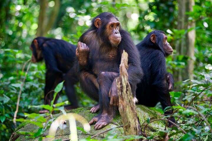 Gombe Chimpanzee Trekking: 3-Day Jane Goodall Wilderness Experience