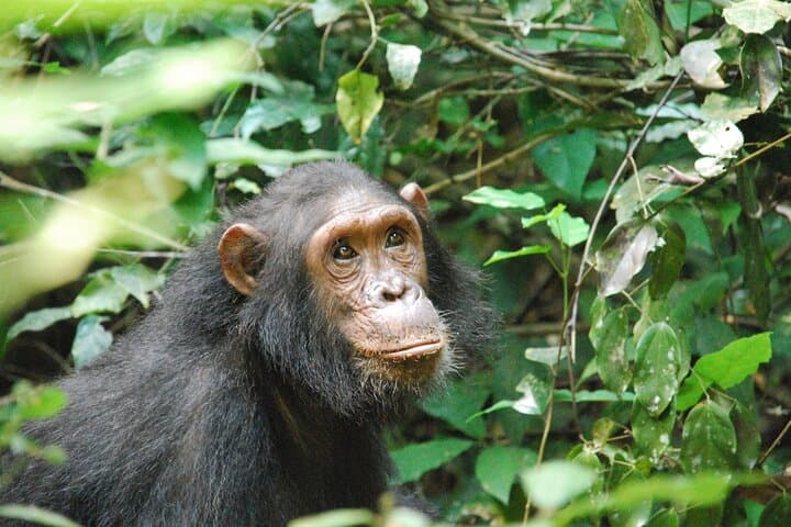 Gombe Chimpanzee Trekking: 3-Day Jane Goodall Wilderness Experience photo 2