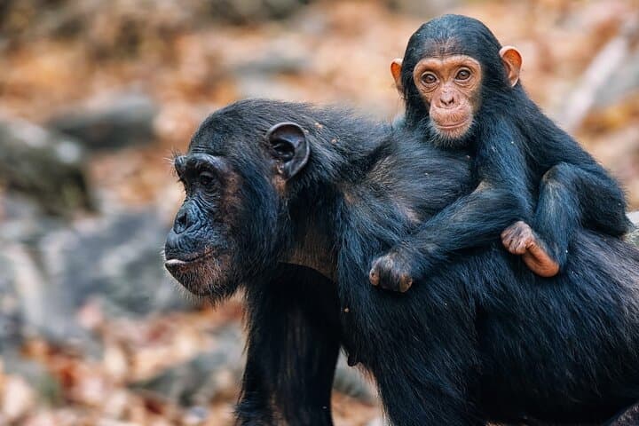Gombe Chimpanzee Trekking: 3-Day Jane Goodall Wilderness Experience photo 3