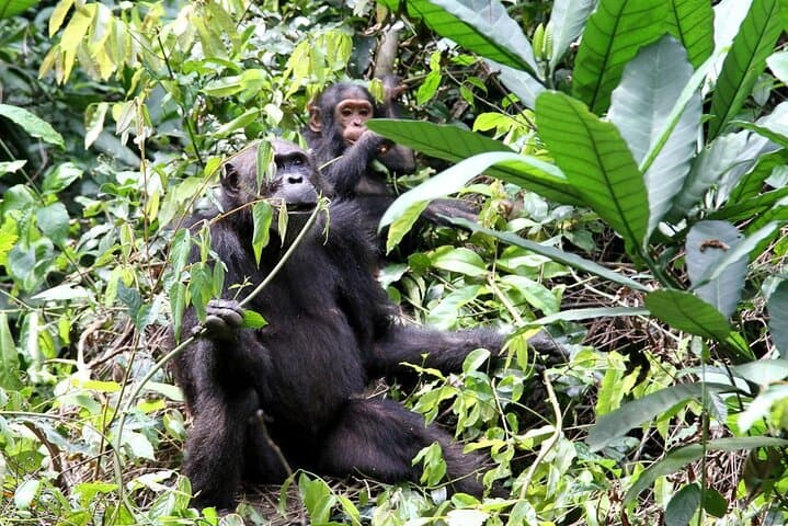 Gombe Chimpanzee Trekking: 3-Day Jane Goodall Wilderness Experience photo 4
