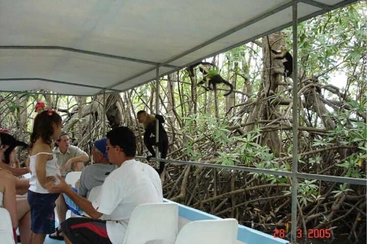 Monkey Mangrove Tour: Jaco Mangrove Boat Cruise & Wildlife Experience
