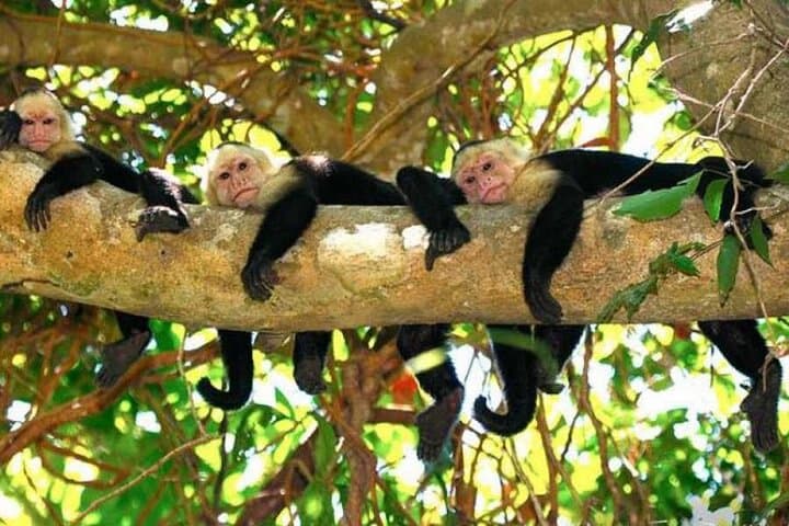 Monkey Mangrove Tour: Jaco Mangrove Boat Cruise & Wildlife Experience photo 2