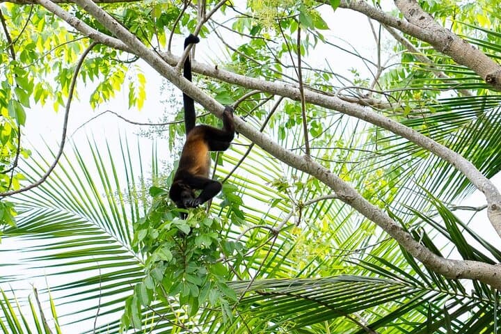 Monkey Mangrove Tour: Jaco Mangrove Boat Cruise & Wildlife Experience photo 3