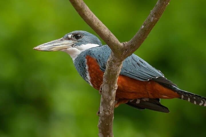 Monkey Mangrove Tour: Jaco Mangrove Boat Cruise & Wildlife Experience photo 5