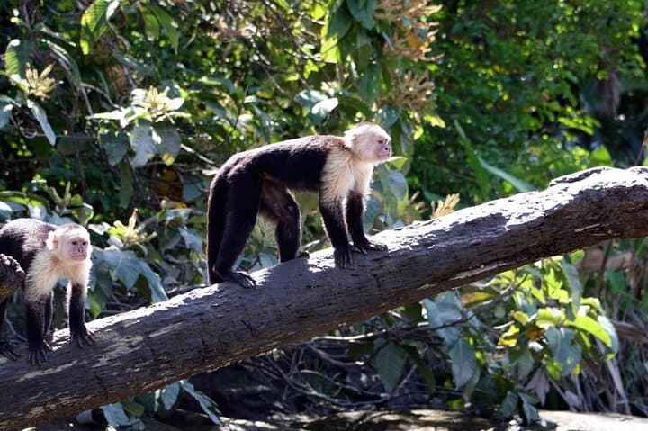 Monkey Mangrove Tour: Jaco Mangrove Boat Cruise & Wildlife Experience photo 6