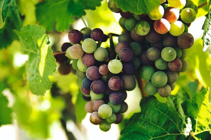 Dionysian Nemea Private Day Excursion — Corinth Canal & Nemea Wine Tasting photo 4