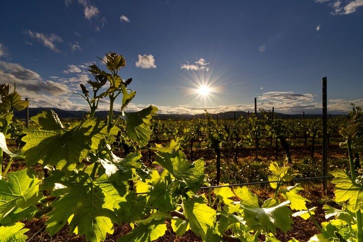Dionysian Nemea Private Day Excursion — Corinth Canal & Nemea Wine Tasting photo 5