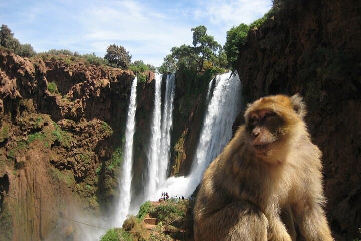 Ouzoud Falls Day Trip from Marrakech: Waterfalls, Monkeys & Olive Terraces photo 6