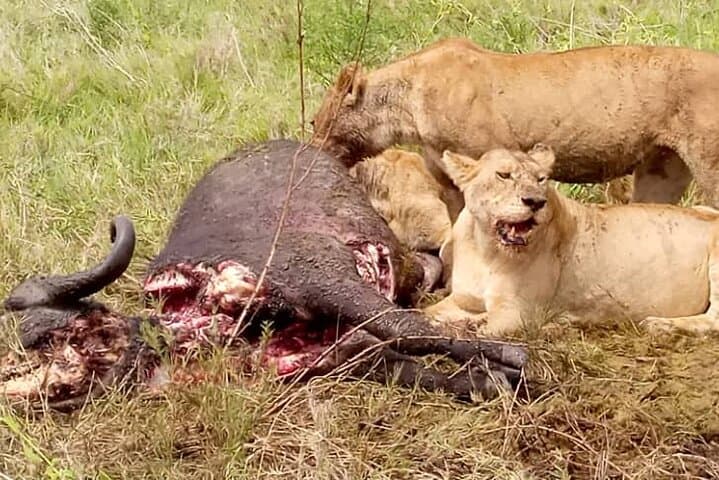 4-Day Ndutu Serengeti Safari: See Calving Season and Ngorongoro Crater photo 5