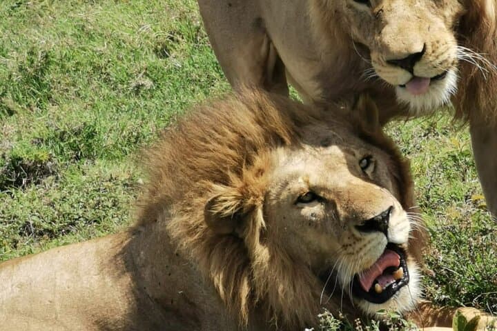 Tarangire National Park Private Day Safari from Arusha — Elephants, Riverlands & Baobabs photo 3