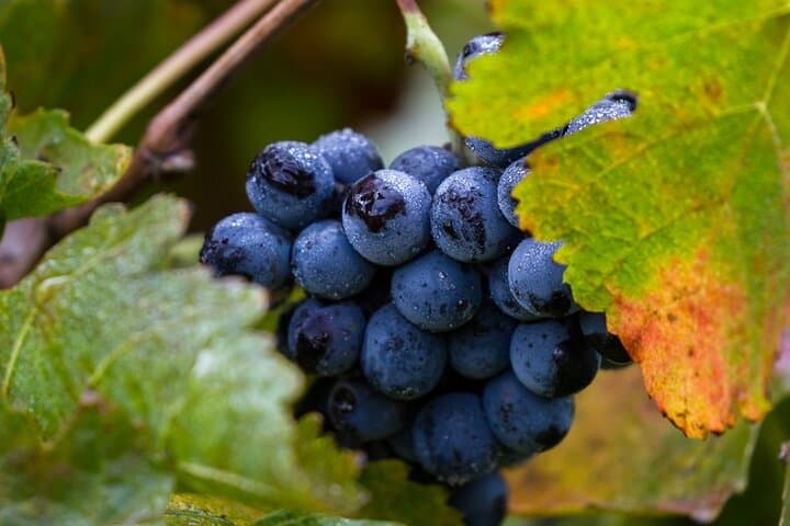 Exclusive Napa Valley Wine Tour from San Francisco — Private 8-Hour Tasting photo 4