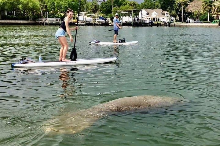 Saint Petersburg Paddle Board Tour: Coffee Pot Bayou SUP Adventure photo 2