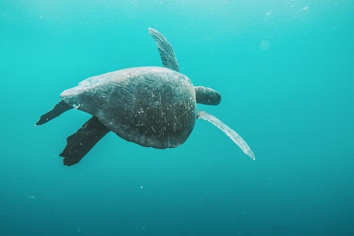 Full-Day Kicker Rock Adventure: Snorkel with Hammerheads off San Cristóbal photo 4