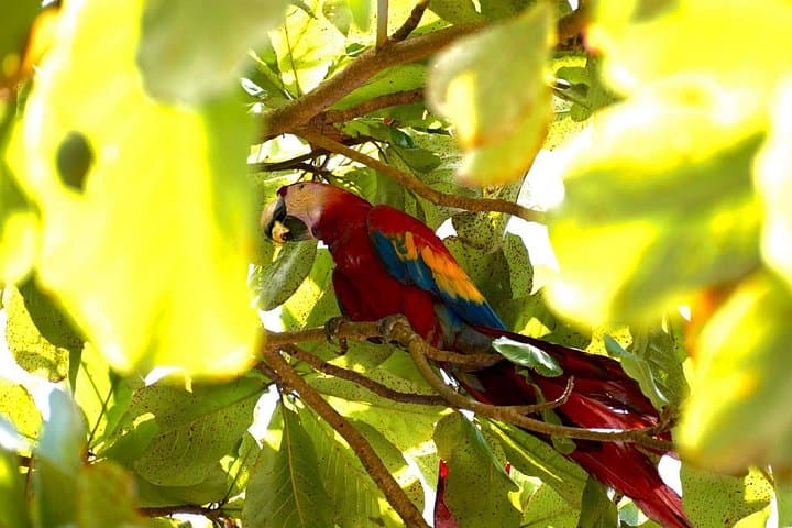 Corcovado National Park Hike from Uvita — San Pedrillo Day Trek photo 4
