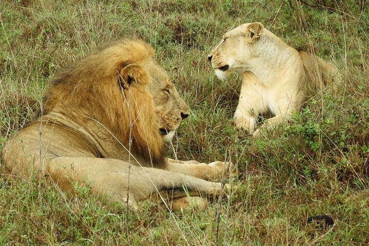 Inside Nairobi’s Wild Heart: Private Safari, Elephant Orphanage & Giraffe Centre Experience photo 6