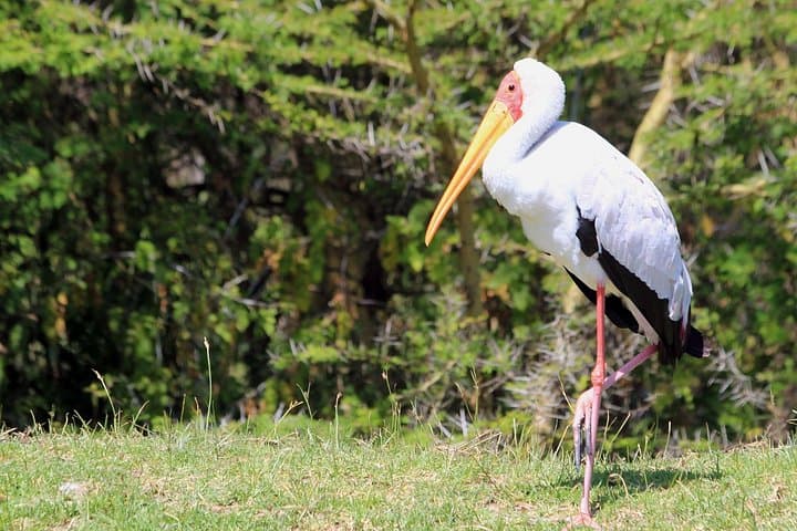 3-Day Budget Private Safari to Maasai Mara from Nairobi photo 4