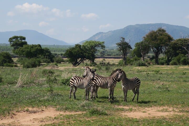 2-Day Private Mikumi Safari from Zanzibar with Overnight Accommodation photo 2