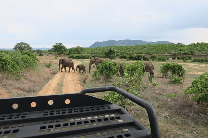 2-Day Private Mikumi Safari from Zanzibar with Overnight Accommodation photo 3