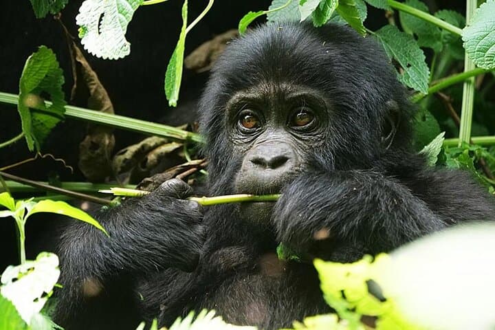 10-Day Uganda Safari: Mountain Gorillas, Golden Monkeys & Big Five Expedition