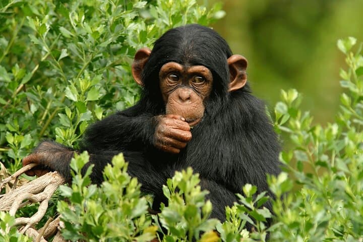10-Day Uganda Safari: Mountain Gorillas, Golden Monkeys & Big Five Expedition photo 2