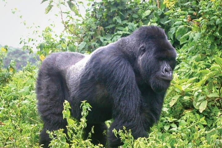10-Day Uganda Safari: Mountain Gorillas, Golden Monkeys & Big Five Expedition photo 3