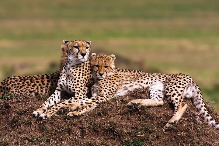 10-Day Uganda Safari: Mountain Gorillas, Golden Monkeys & Big Five Expedition photo 4