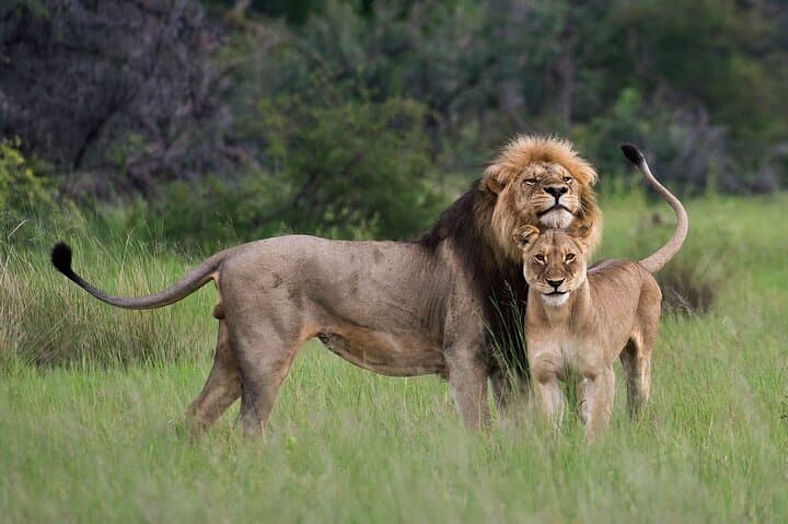 10-Day Uganda Safari: Mountain Gorillas, Golden Monkeys & Big Five Expedition photo 5