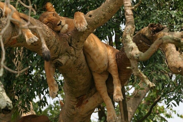 10-Day Uganda Safari: Mountain Gorillas, Golden Monkeys & Big Five Expedition photo 6