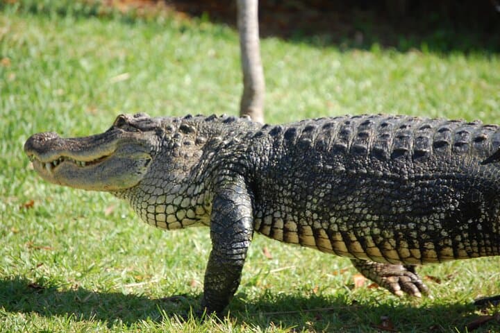 Everglades Airboat Ride & Wildlife Show at Sawgrass Recreation Park