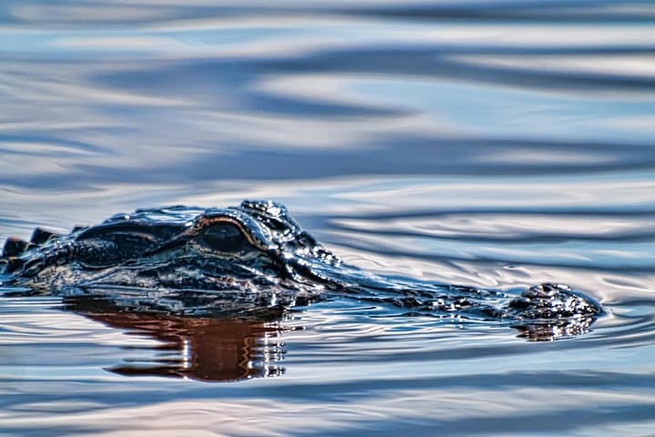 Everglades Airboat Ride & Wildlife Show at Sawgrass Recreation Park photo 6