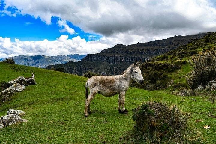 Waqrapukara Fortress Trek from Cusco — Condors, Canyon Views & Pomacanchi Lake photo 4
