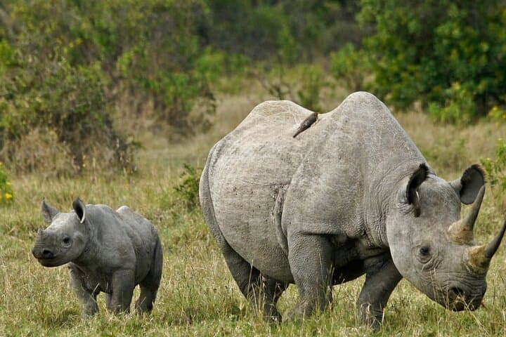 16-Day Uganda Safari — Gorillas, Nile Cruises & Kidepo Wilderness photo 6