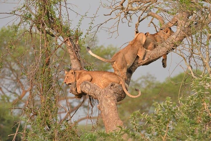 16-Day Uganda Safari — Gorillas, Nile Cruises & Kidepo Wilderness photo 2