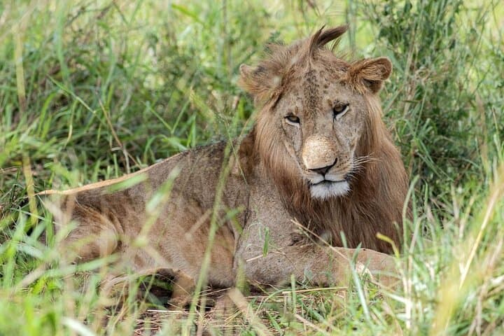 16-Day Uganda Safari — Gorillas, Nile Cruises & Kidepo Wilderness photo 5