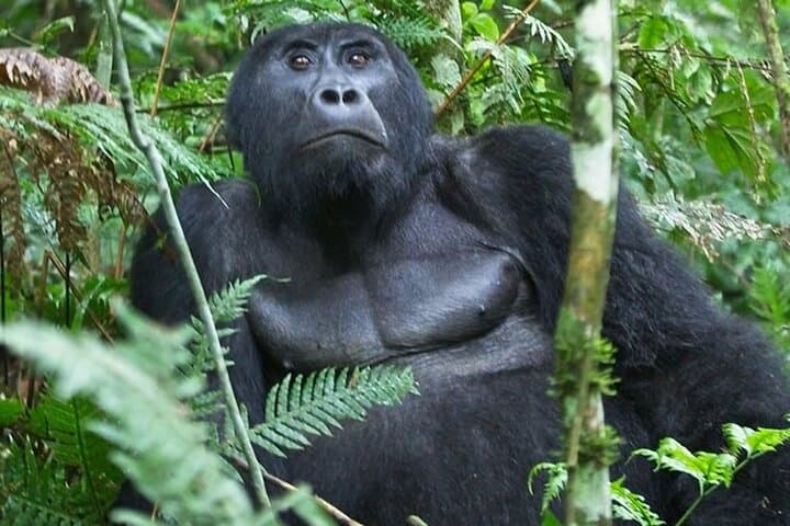 16-Day Uganda Safari — Gorillas, Nile Cruises & Kidepo Wilderness