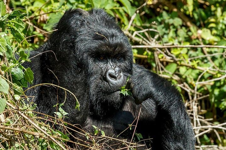 16-Day Uganda Safari — Gorillas, Nile Cruises & Kidepo Wilderness photo 3