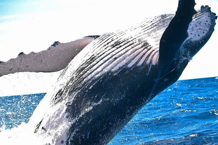 Hermanus Whale Watching & Stony Point Penguin Day Tour from Cape Town photo 5