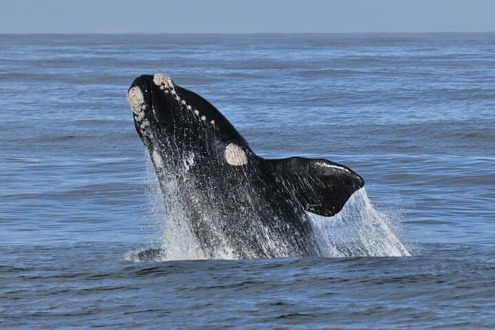 Hermanus Whale Watching & Stony Point Penguin Day Tour from Cape Town