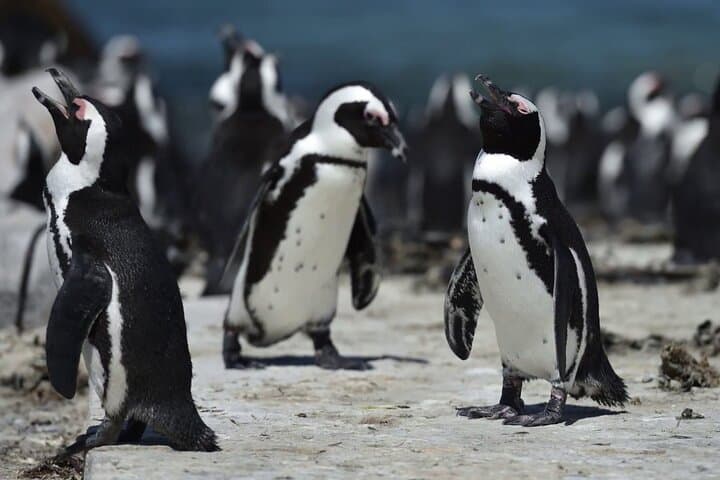 Hermanus Whale Watching & Stony Point Penguin Day Tour from Cape Town photo 3