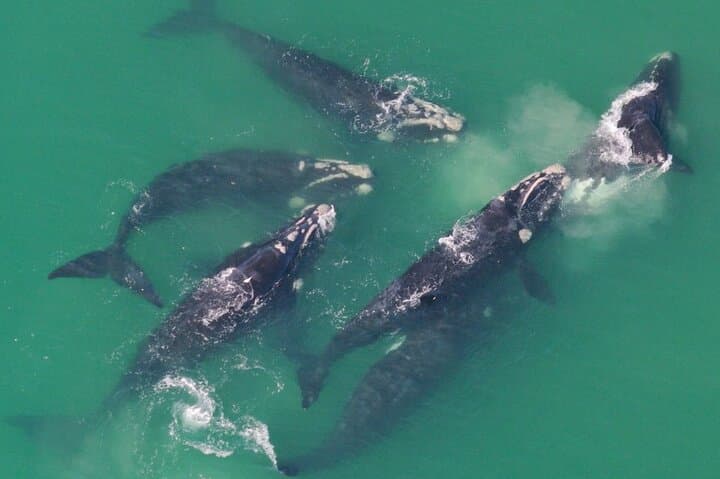 Hermanus Whale Watching & Stony Point Penguin Day Tour from Cape Town photo 2